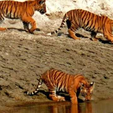 Wildlife Safari
